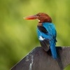 Lednacek hnedohlavy - Halcyon smyrnensis - White-throated Kingfisher o5416